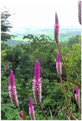 CYBEXIS PAU-96 - Celosia Argentea VAR Spicata - (540 Seeds) Seed(540 per packet)