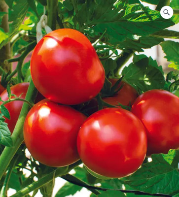 SRKR AGRO ™ f1 hybridTomato seeds,DRAWF varaiety | Lal Tammatar,High yield vegetables Seed(850 per packet)