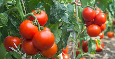 MAA tomato Seed(100 per packet)