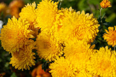 Rawmest marigold/gende ka phool flower seeds Seed(50 per packet)