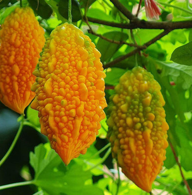 CYBEXIS VVI-4 - Bitter Melon (Gourd) Vine - (100 Seeds) Seed(100 per packet)