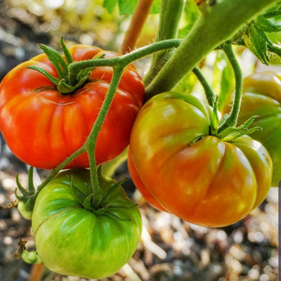 CYBEXIS Kashi Sharad Tomato Variety2000 Seeds Seed(2000 per packet)