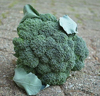 Qualtivate PUA-6A Arcadia F1 Broccoli Seeds Seed(300 per packet)
