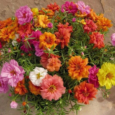 BDSresolve time flower seeds Seed(98 per packet)