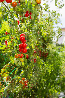 Pihu tomato Seed(135 per packet)