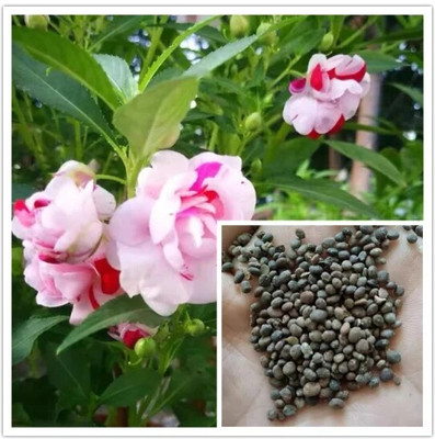 GREENSEA Balsam/Dopati Flower Seed(120 per packet)