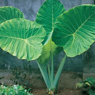 SREE Taro Root,Kachu Seed(5 per packet)