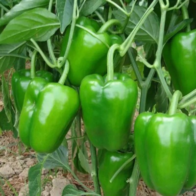 VASUDHA Capsicum Green Pepper Seed(100 per packet)