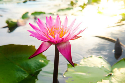 iGrow lotus,kamal gatta Seed(14 per packet)