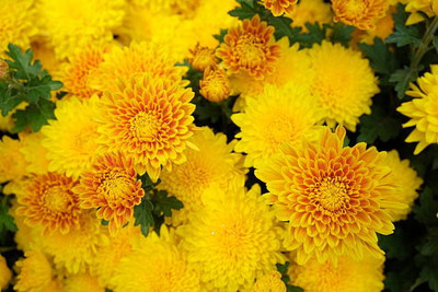Autobianchi marigold/gende ka phool flower seeds Seed(75 per packet)