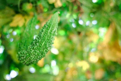 Paudhaa F1 BEST QUALITY BITTER GOURD SEEDS Seed(10 per packet)