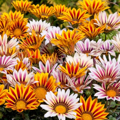 XOLDA Exotic gazania Seed(19 per packet)