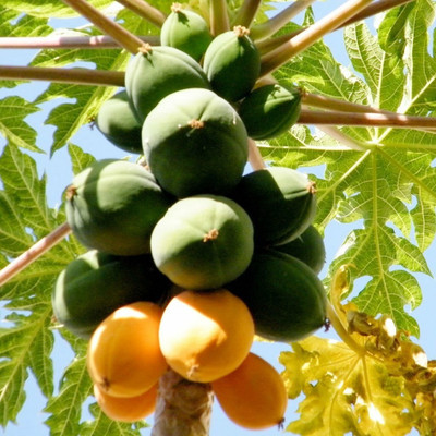 Pbevergreen Orginal Red Lady Papaya Seed(1280 per packet)
