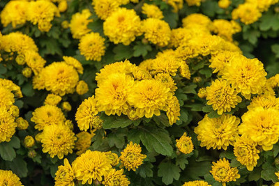 PETBUDDIES WORLD marigold/gende ka phool flower seeds Seed(75 per packet)