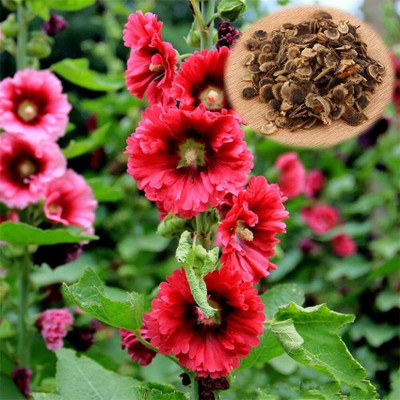 DEYS AGRO ™ holyhock plant seeds,double hollyhock flower Seed(71 per packet)