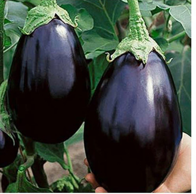 VS GLOBAL Hybrid round brinjal(100 seeds ) Seed(100 per packet)