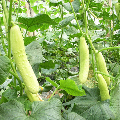 TRICONE Cucumber Seed(50 per packet)