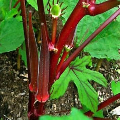 ibains Red bhindi seeds Seed(86 per packet)