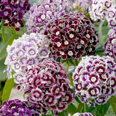 Lorvox Sweet William- Herald of Spring Seed(70 per packet)