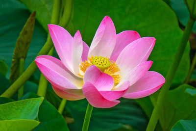 RAIYARAJ lotus,kamal gatta Seed(11 per packet)