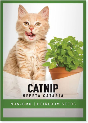 Biosnyg Catnip Nepeta Cataria[500 Seeds] Seed(500 per packet)
