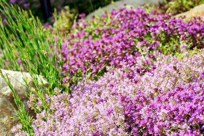 Qualtivate PUAS-2A Red Carpet Creeping Thyme Seed(50 per packet)