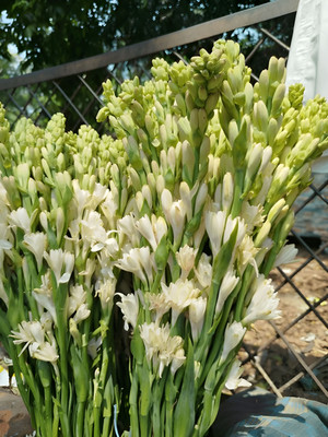 SeedsVally Tuberose flower plant seeds/Tuberose flower seeds 5 Seed (5 per packet) Seed(5 per packet)