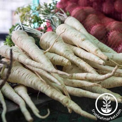 KNESSiN Carrot Lunar White Seed(300 per packet)