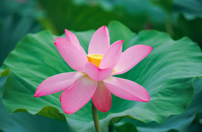 Galaxi lotus,kamal gatta Seed(11 per packet)