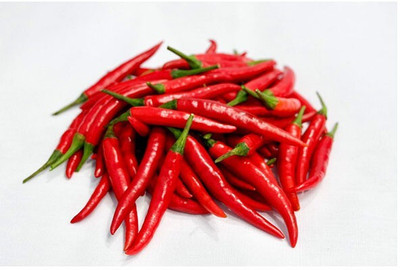 Quentova Red Chili लाल मिर्च-2L-XLR Seed(250 per packet)