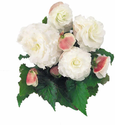 CYBEXIS XLL-69 - Begonia Flower -White - (90 Seeds) Seed(90 per packet)