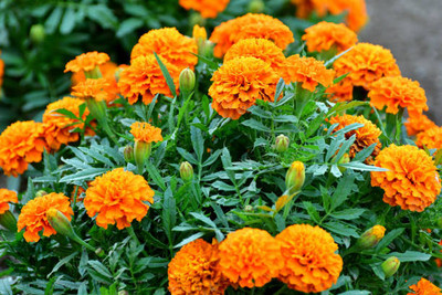 VENUS ONLINE marigold/gende ka phool flower seeds Seed(25 per packet)