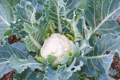 Facchini Group white cauliflower,gobhee seeds Seed(14 per packet)
