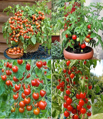 ibains Bell tomato seeds bij 27 Seed(57 per packet)