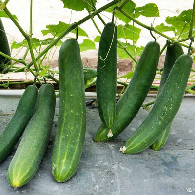 fixeded Cucumber / Khira / Sasha / Vegetable Seeds All Seasons(26) Seed(26 per packet)