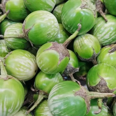 KNESSiN Thai Brinjal Seeds Green-[1gm] Seed(250 per packet)