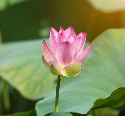 jkfarm lotus,kamal gatta Seed(10 per packet)