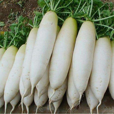 CYBEXIS Strong Drought Resistance Easy to Cultivate White Radish Seeds 2400 Seeds Seed(2400 per packet)