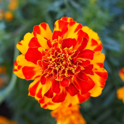 Mozette Exotic mix marigold Seed(13 per packet)