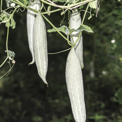 WILLVINE Organic High Yield Snake Gourd F1 White Short[10 Gms, 50 Seeds] Seed(50 per packet)