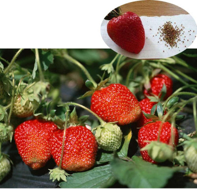KNESSiN Seeds Sweet Red Strawberry Fruit Seed(50 per packet)