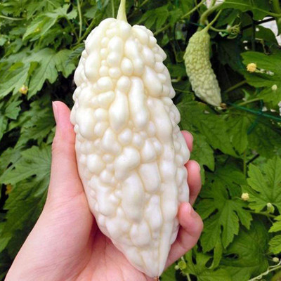CYBEXIS Rare White Bitter Gourd Seeds-100 Seeds Seed(100 per packet)
