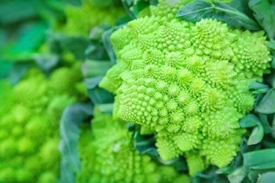 Qualtivate GBPT-3A Romanesco Cauliflower Seeds Seed(300 per packet)