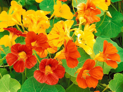 CYBEXIS Nastratium Flower Seeds Seed(50 per packet)