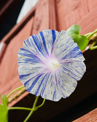 KKM fF1 Quality imported Ipomoea Seed(30 per packet)