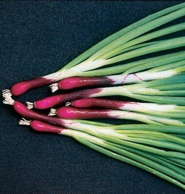 Qualtivate RES-4A Organic Deep Purple Scallion Onion Seed(500 per packet)