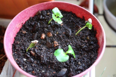 Qualtivate ATS-8 Pomegranate Fruit Tree Seeds Seed(25 per packet)