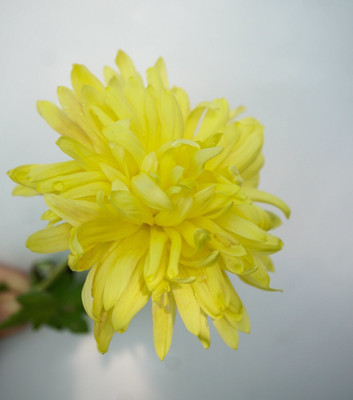 Quentova Chrysanthemum Flower Seed(100 per packet)