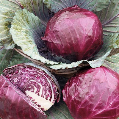 Biosnyg Red Cabbage Seeds for Planting-250 Seeds/1gm Seed(250 per packet)