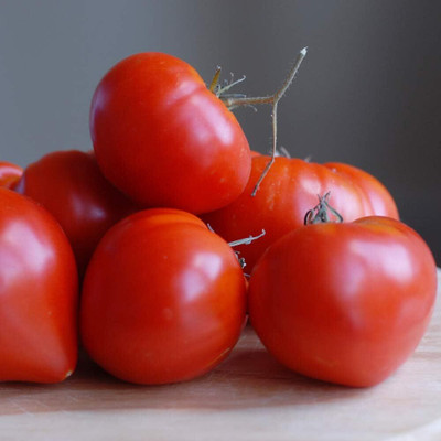 KNESSiN Fast germination Tomato Gourmandia F1 Hybrid[400 Seeds] Seed(400 per packet)